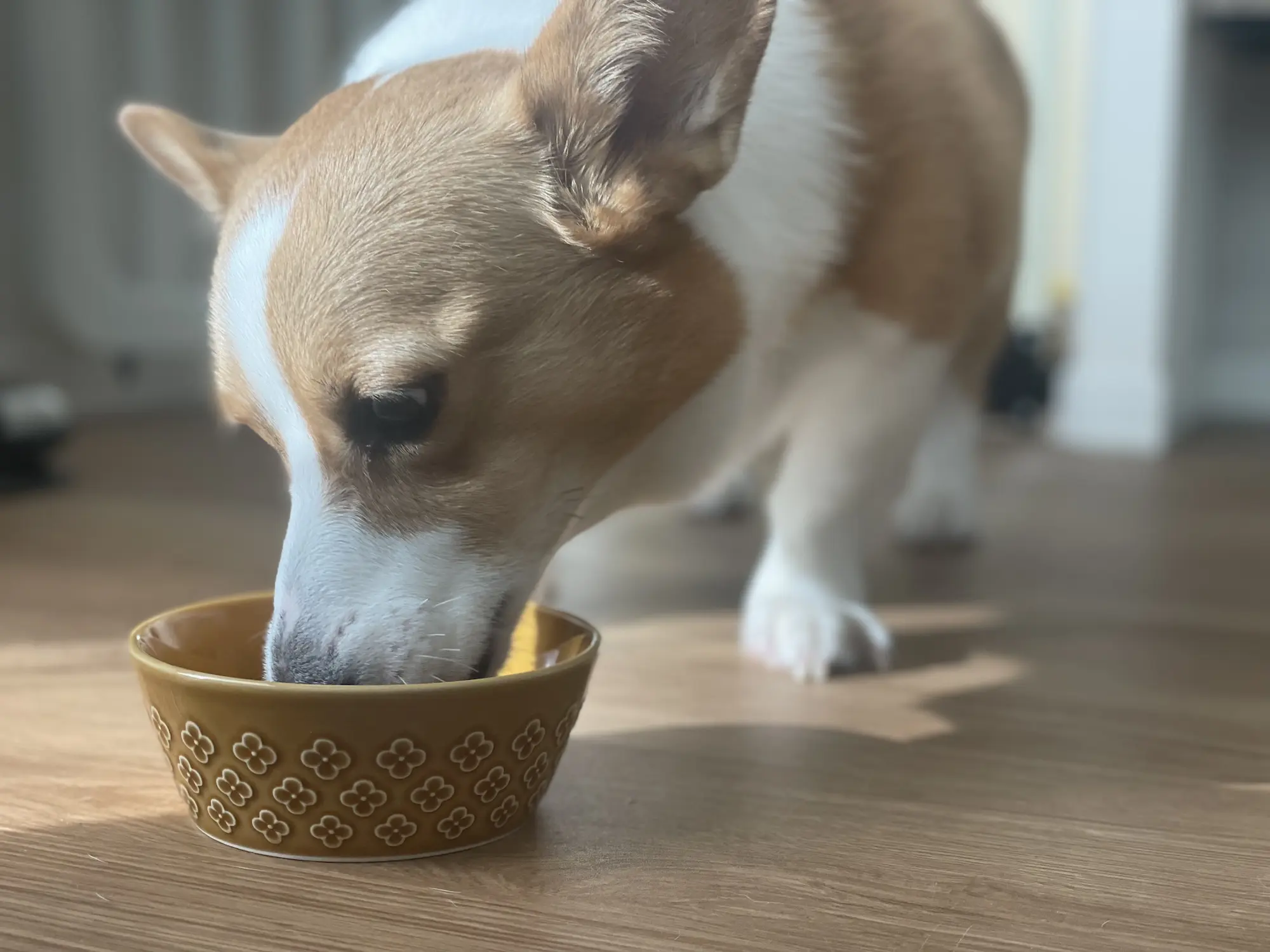 エサを食べるビーグル犬の画像